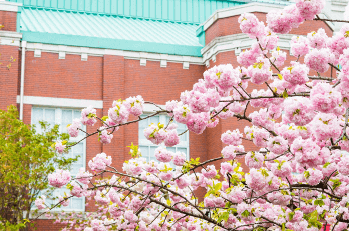 造幣局桜の通り抜け